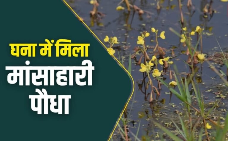 मांसाहारी पौधा : भरतपुर में केवलादेव राष्ट्रीय उद्यान में