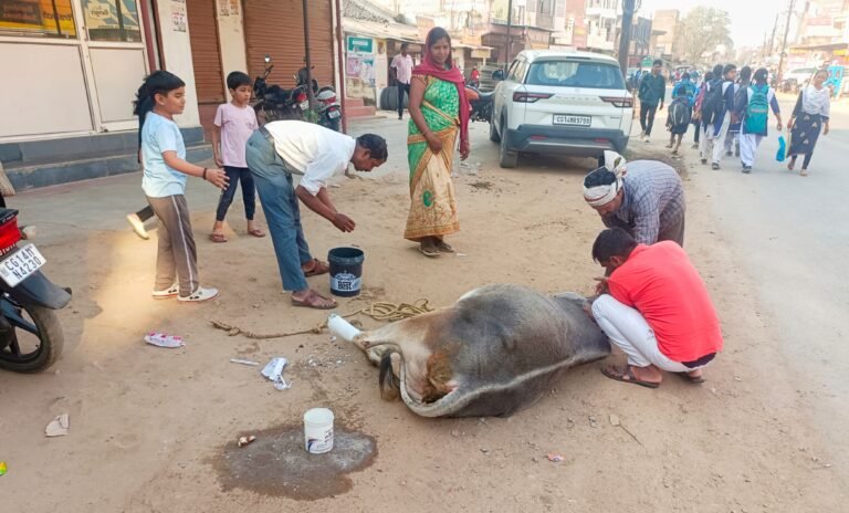 शहर में लचर यातायात व्यवस्था के चलते ट्रक चालक ने गौ माता को कुचला, नागरिकों में आक्रोश