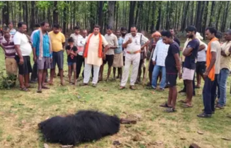 सीधी में जंगली भालू के हमले में तीन लोगों की दर्दनाक मौत, गुस्साए ग्रामीणों ने लाठी-डंडों से पीटकर भालू को उतारा मौत के घाट