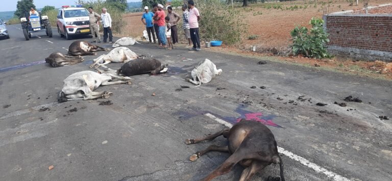 अज्ञात वाहन की चपेट में आने से आठ मवेशियों की दर्दनाक मौत