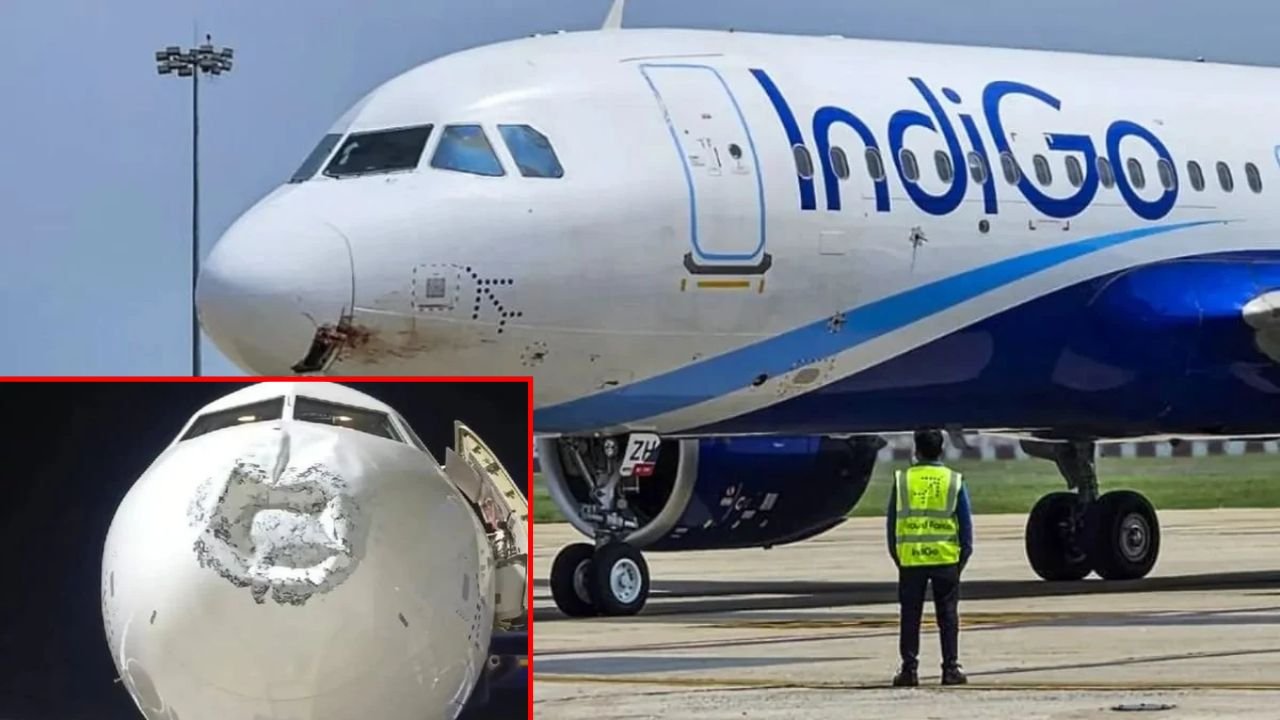 indigo-flight-1.jpg